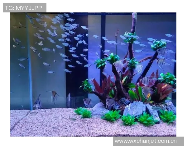 今日趣图：探讨鱼缸中的咸水鱼与淡水鱼共存的可能性与挑战