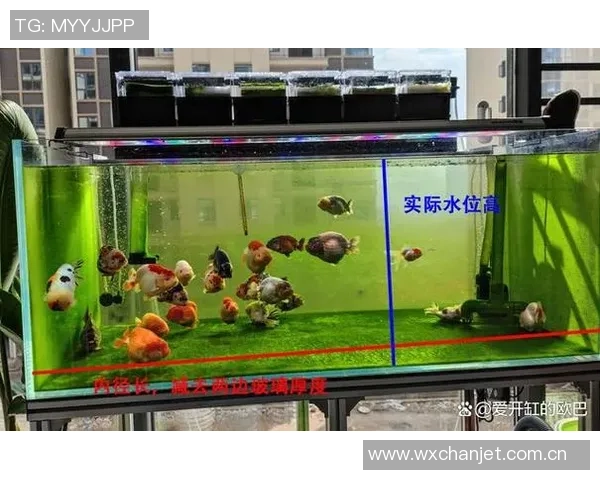 今日趣图：探讨鱼缸中的咸水鱼与淡水鱼共存的可能性与挑战